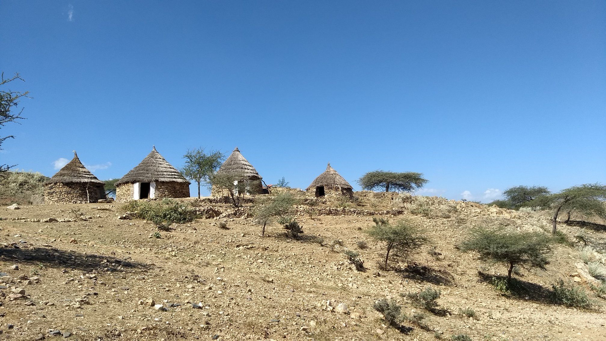 Legginglarda katta eshaklarning pornosi