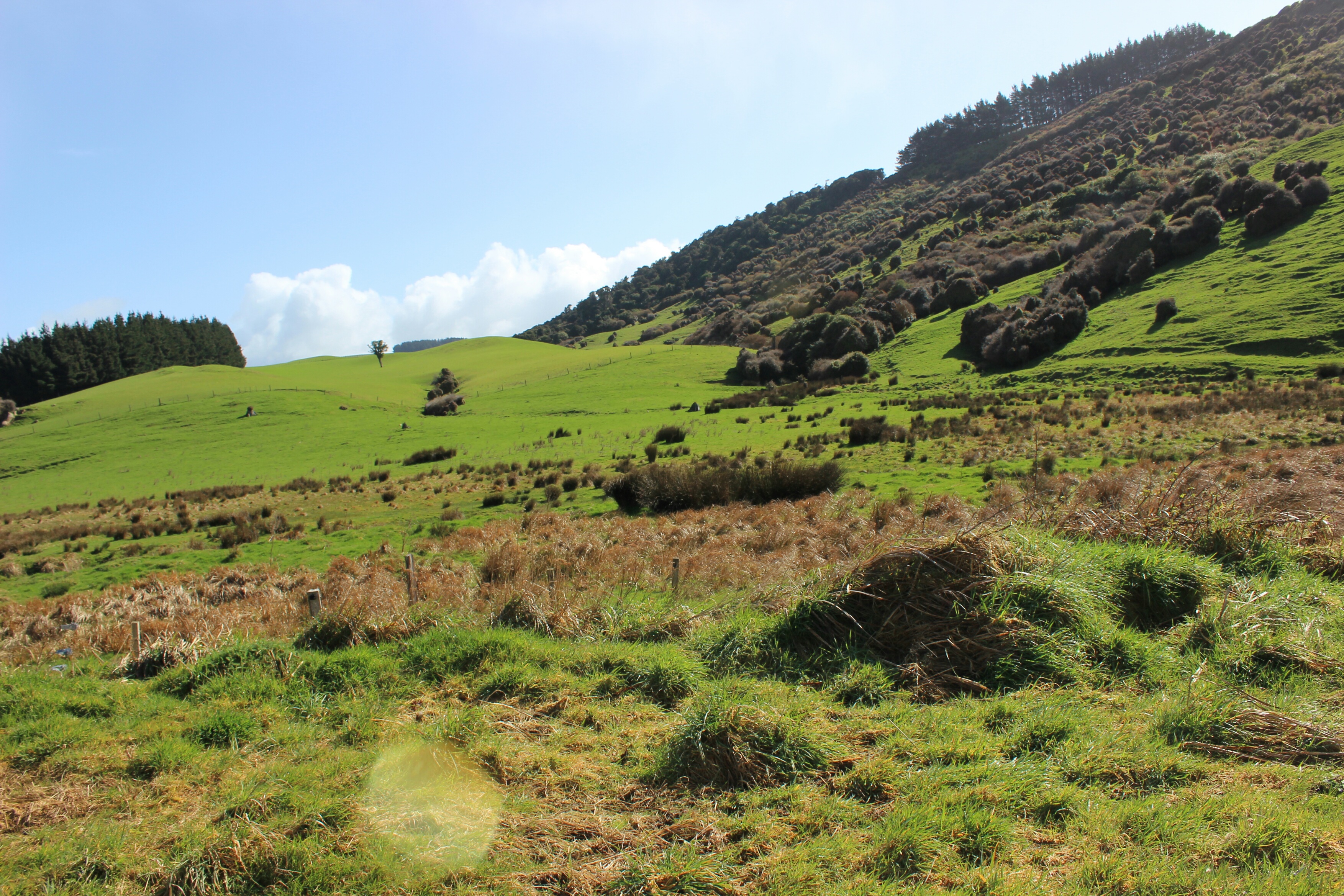Clutha District, New Zealand Polarsteps