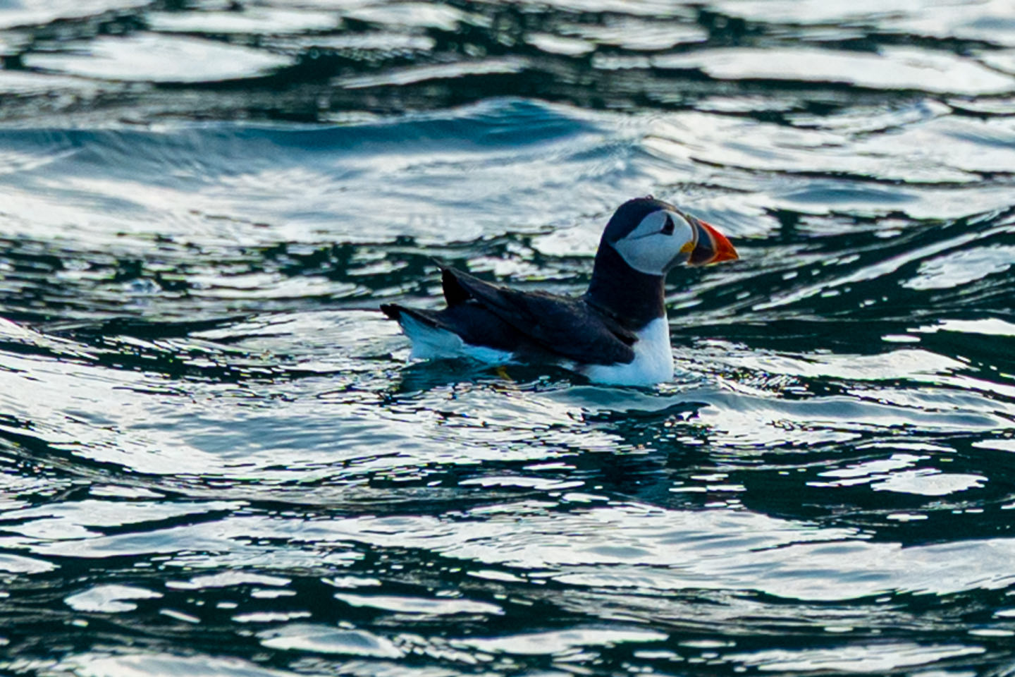 Skomer – Roadtrip Südengland und Wales