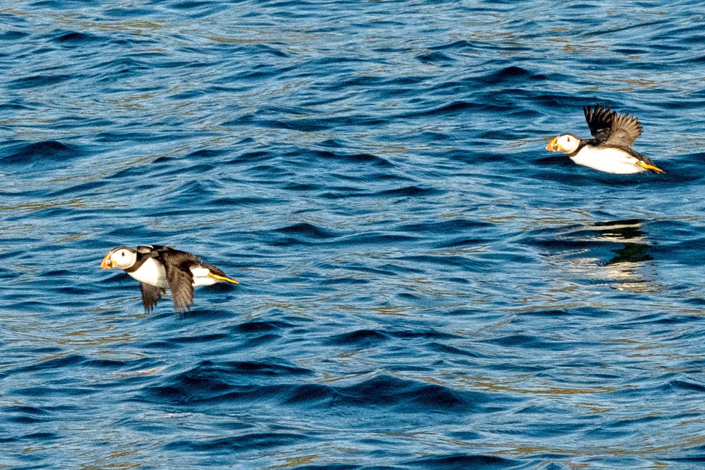 Impression aus Skomer