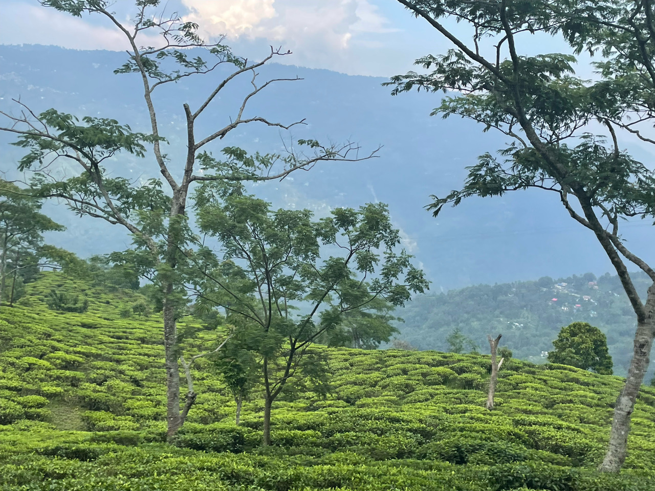 Darjeelingページ Darjeeling, India - Polarsteps